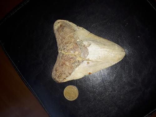 Vendo diente de megalodon - Imagen 1