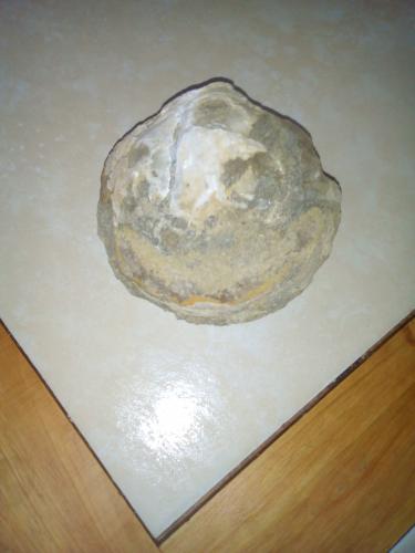 Vendo fósil de almeja milenario encontrado e - Imagen 3