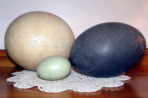  EmusAvestruces Rheas y sus huevos  Actual - Imagen 1