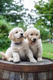 Lindo cachorros Golden Retriever para adopcio - Imagen 1