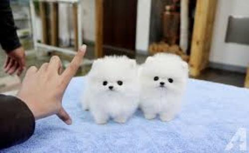 2 Cachorros de Pomerania para tu hogar Hay c - Imagen 1