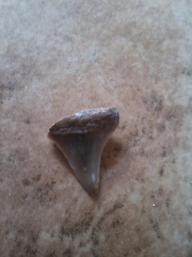 vendo mis dientes fosilizados de tiburon de 1 - Imagen 3